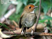 Rufous-browed Flycatcher - Ficedula solitaris