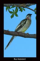 Red Wattlebird