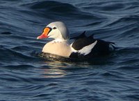 King Eider - Somateria spectabilis