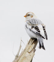 McKay's Bunting (Plectrophenax hyperboreus) photo