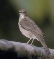 Black-billed Thrush (Turdus ignobilis) photo