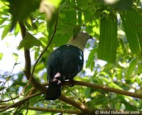 Elegant Imperial-Pigeon - Ducula concinna