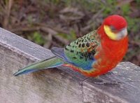 Western Rosella - Platycercus icterotis