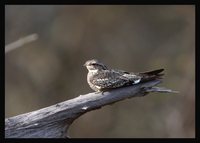 Lesser Nighthawk - Chordeiles acutipennis