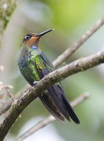 Black-throated Brilliant - Heliodoxa schreibersii