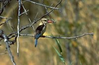 Brown-hooded Kingfisher - Halcyon albiventris