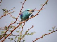Abyssinian Roller - Coracias abyssinica