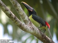 Green Aracari - Pteroglossus viridis