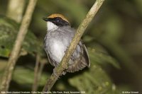 Black-cheeked Gnateater - Conopophaga melanops