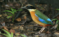 Blue-winged Pitta - Pitta moluccensis