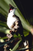 Red-whiskered Bulbul - Pycnonotus jocosus