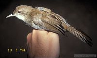 Terrestrial Brownbul - Phyllastrephus terrestris