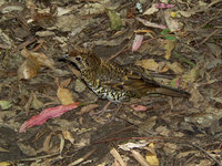 Olive-tailed Thrush - Zoothera lunulata