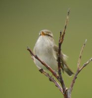 Arctic Warbler - Phylloscopus borealis