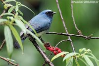 Indigo Flycatcher - Eumyias indigo