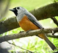 Black-faced Monarch - Monarcha melanopsis