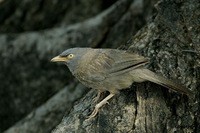 Jungle Babbler - Turdoides striatus