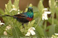 Red-chested Sunbird - Cinnyris erythrocerca