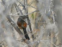 Brown-crowned Tchagra - Tchagra australis