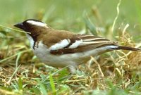 White-browed Sparrow-Weaver - Plocepasser mahali