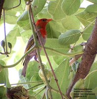 Red-headed Weaver - Anaplectes rubriceps
