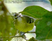 Yellow-winged Vireo - Vireo carmioli