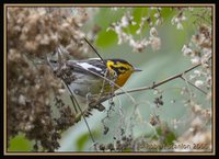 Blackburnian Warbler - Dendroica fusca