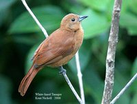 White-lined Tanager - Tachyphonus rufus