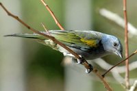 Golden-chevroned Tanager - Thraupis ornata