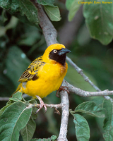 Baglafecht Weaver