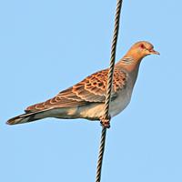 Oriental Turtle-dove