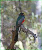 Elegant Trogon at the South Fork of Cave Creek