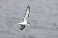 Cook's Petrel