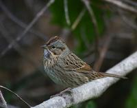 Lincoln's Sparrow