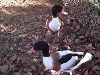 COMMON SHELDUCKS Tadorna tadorna