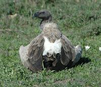 African White-backed Vulture p.54