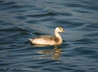 논병아리 Little Grebe Podiceps ruficollis