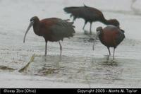 Glossy Ibis - Ohio