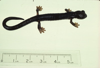 : Bolitoglossa sooyorum