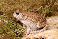 : Bufo gutturalis; Guttural Toad