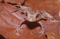 : Ceratobatrachus guentheri