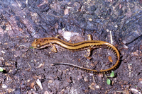 : Eurycea guttolineata; Three-lined Salamander