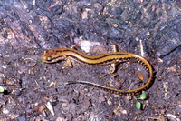 : Eurycea guttolineata; Three-lined Salamander