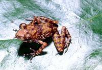 : Gephyromantis silvanus; Brown Climbing Frog