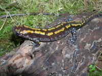 : Mertensiella caucasica; Caucasian Salamander