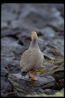 : Chloephaga rubidiceps; Ruddy-headed Goose