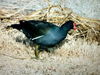 : Gallinula chloropus; Common Moorhen