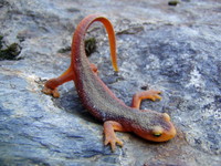 : Taricha sierrae; Sierra Newt