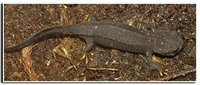 : Tylototriton asperrimus; Black Knobby Newt