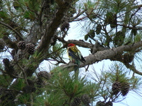 : Platycercus eximius; Eastern Rosella